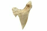 Fossil Shark Tooth (Otodus) - Morocco #259910-1